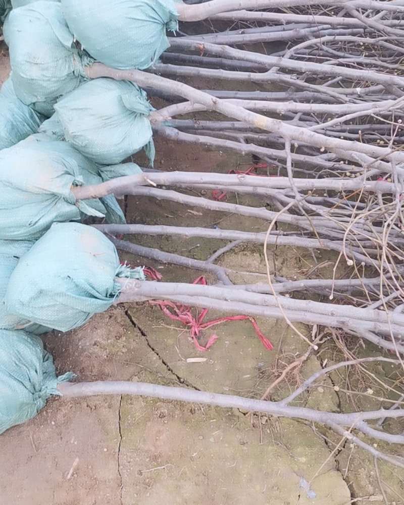 基地直发车厘子大樱桃树嫁接苗，包成活，全国包邮