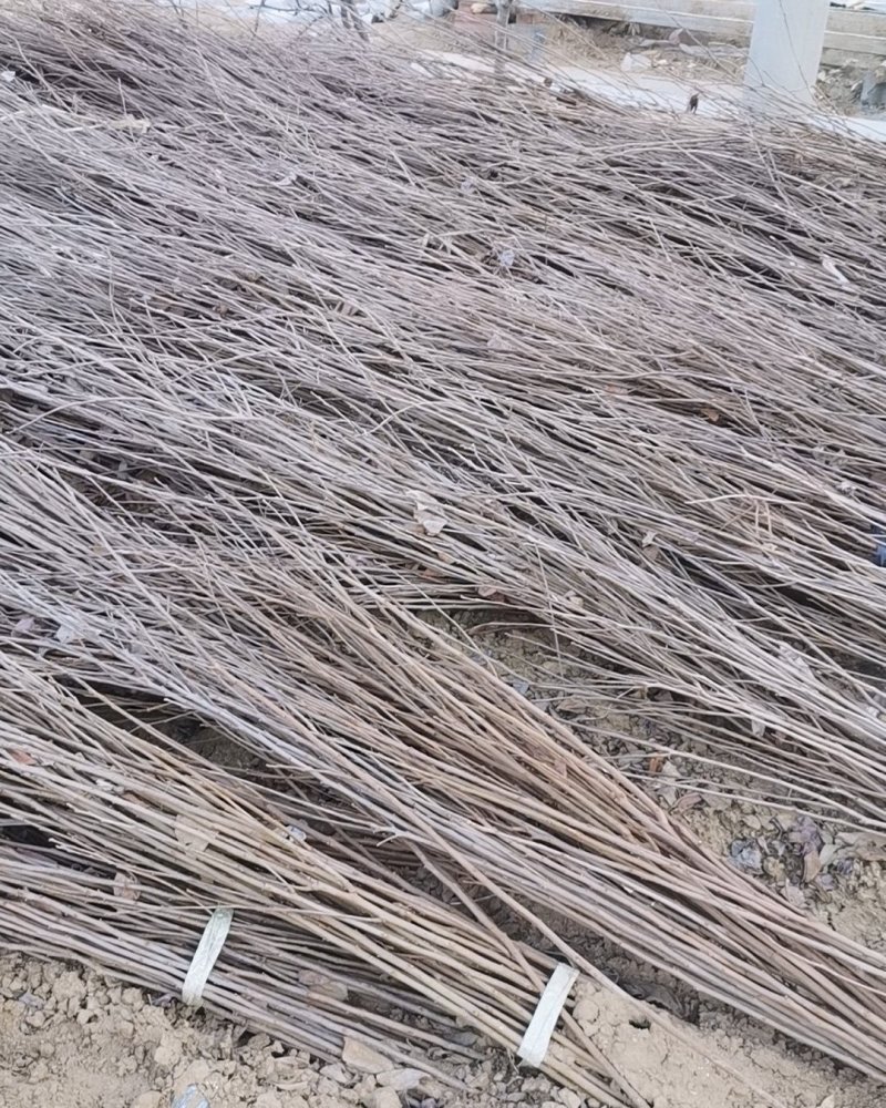 基地直发车厘子大樱桃树嫁接苗，包成活，全国包邮