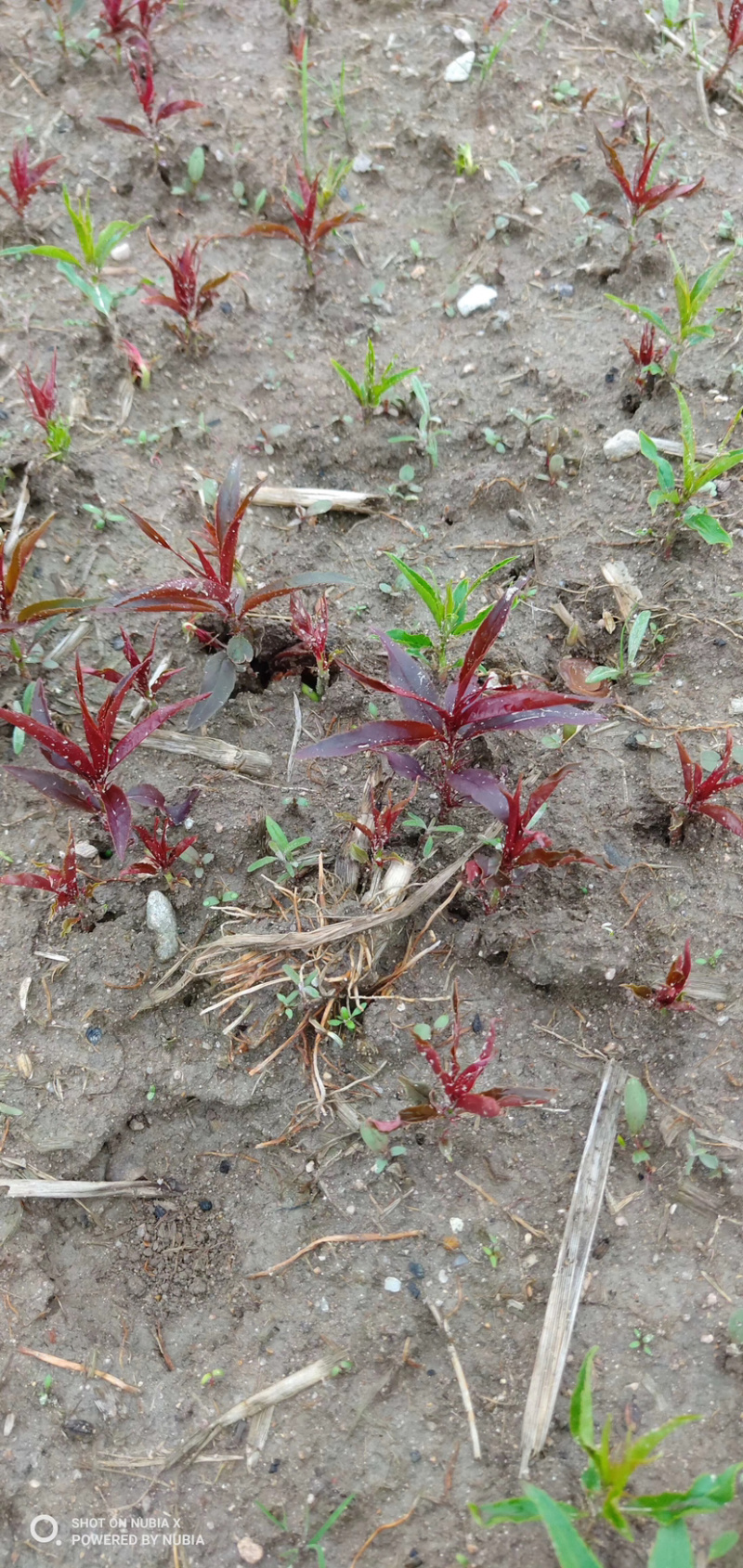 红叶碧桃芽苗红叶碧桃芽苗红叶碧桃芽苗红叶碧桃芽苗