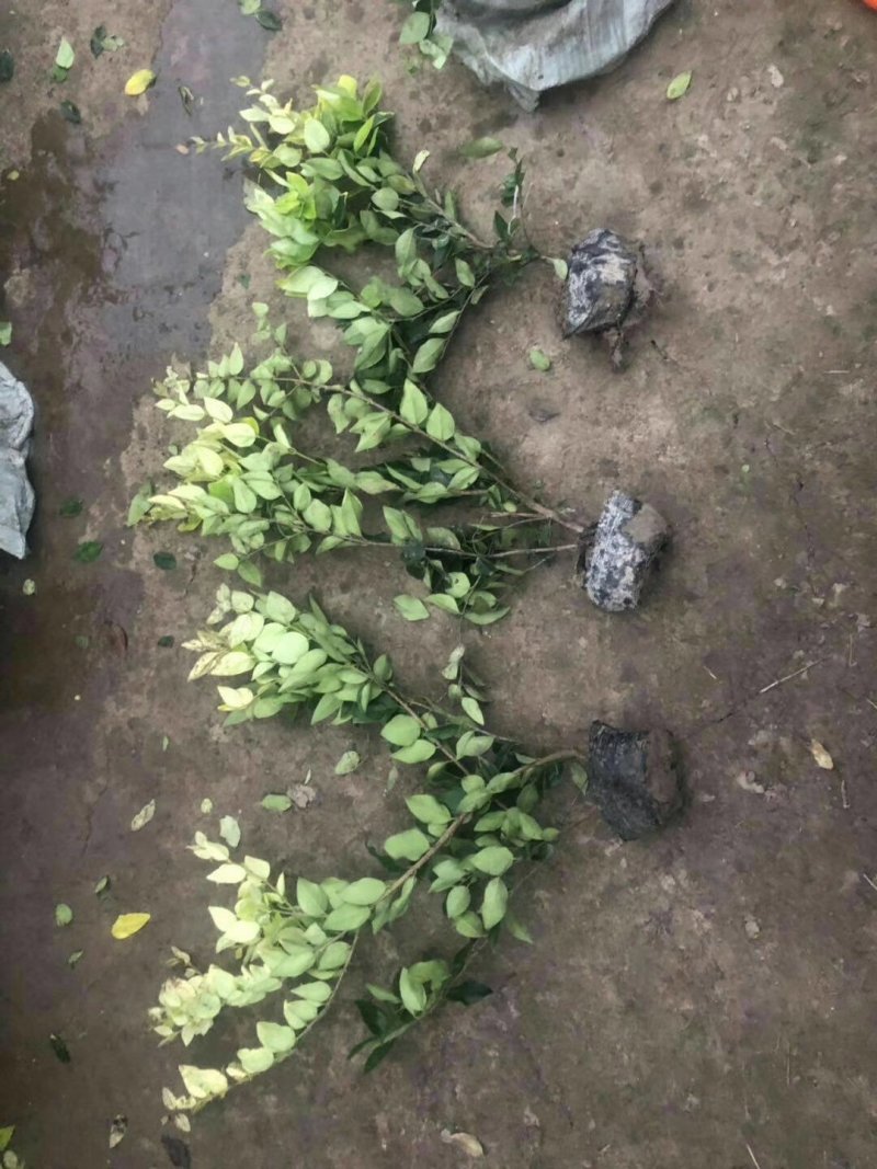 金森女贞大杯金森女贞工程苗金森女贞冠高20-40