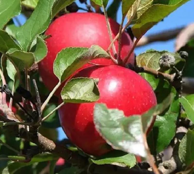 苹果种苗嫁接的也有品种多多。