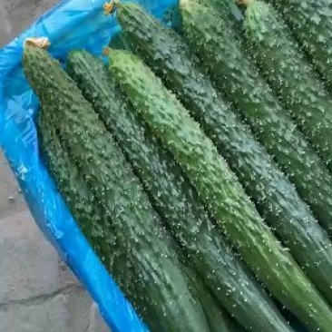 精品黄瓜，大量上货！农户直接交易无中间差价！