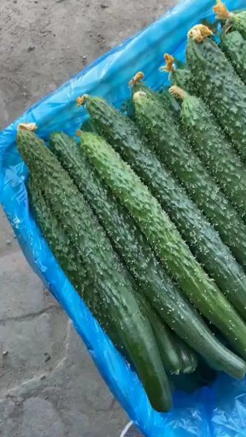 精品黄瓜，大量上货！农户直接交易无中间差价！
