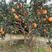 纽荷尔脐橙枝条，果园直供品质纯正