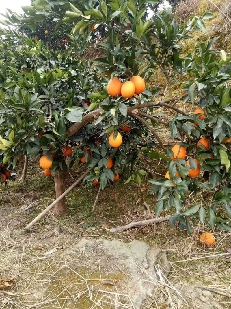 纽荷尔脐橙枝条，果园直供品质纯正