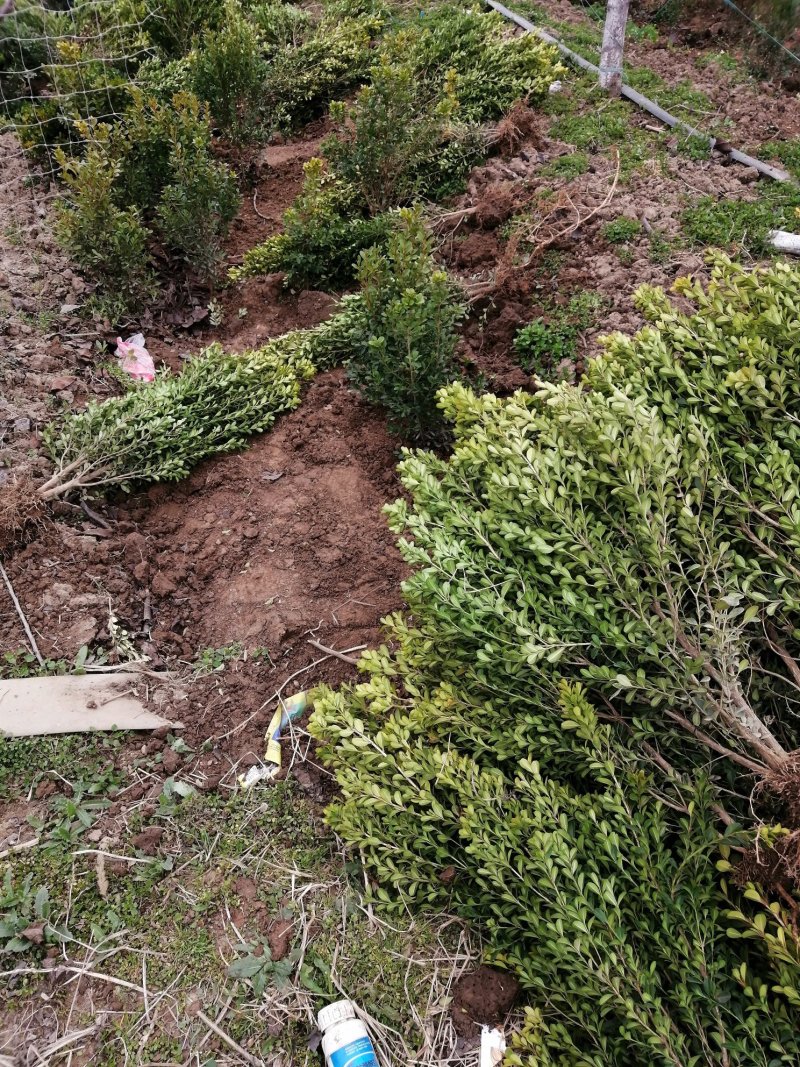 高山黄秧大量出售