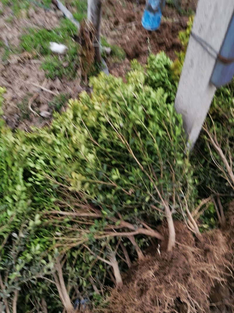 高山黄秧大量出售