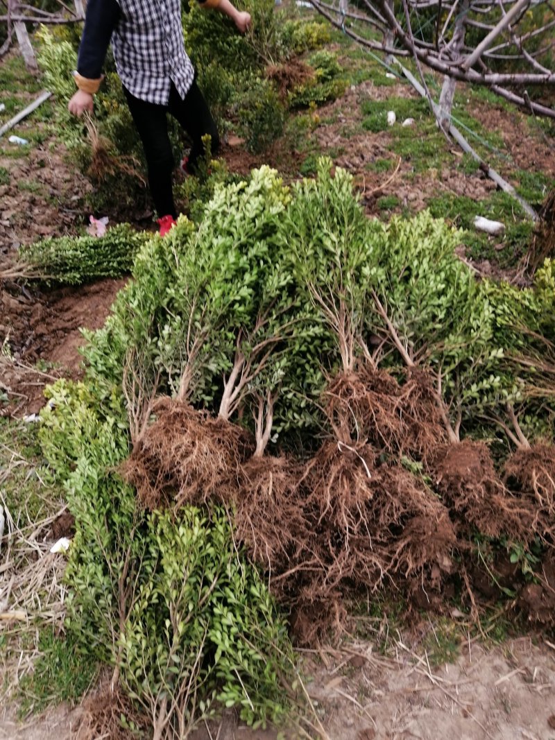 高山黄秧大量出售