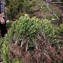 高山黄秧大量出售