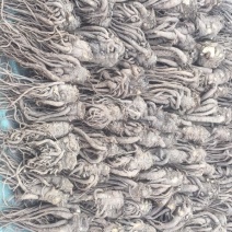 甘肃手选当归头片无硫农户自种
