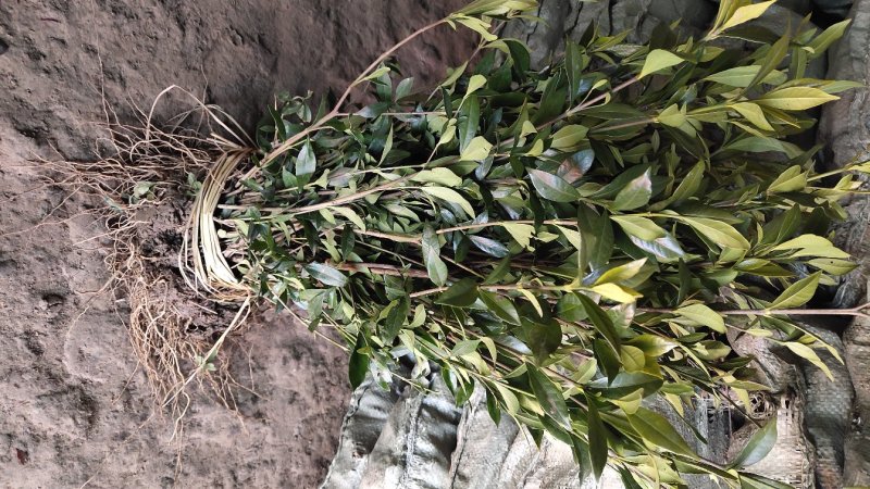 小叶栀子高度30-50公分包邮绿化工程苗