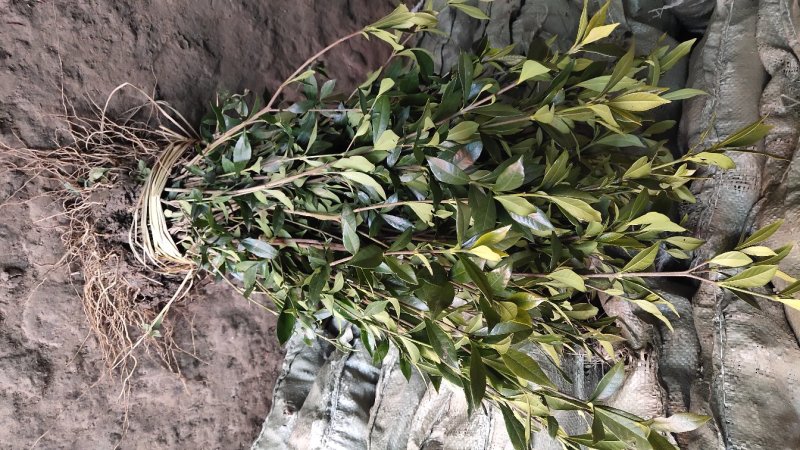 小叶栀子高度30-50公分包邮绿化工程苗