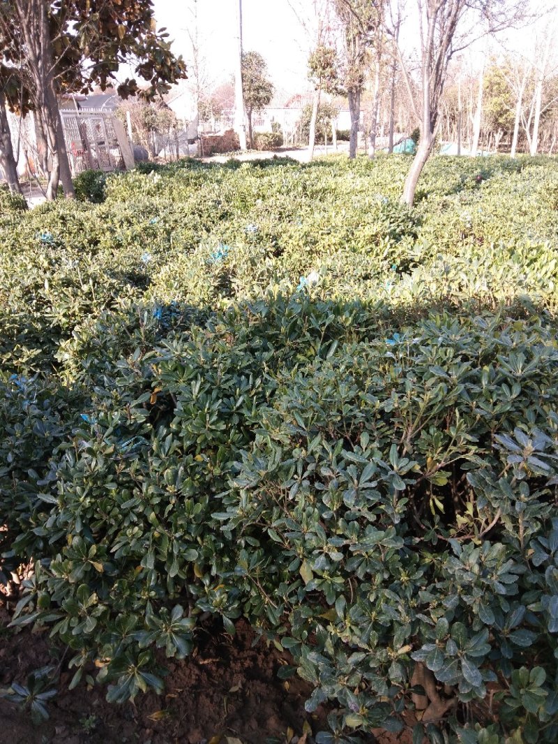 海桐球毛球精品球一至多年生小苗规格齐全四季常青