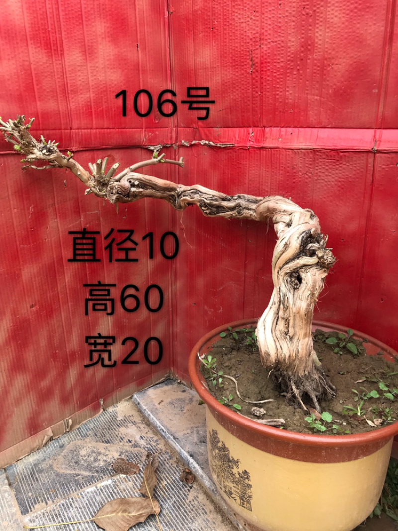 金银花盆景