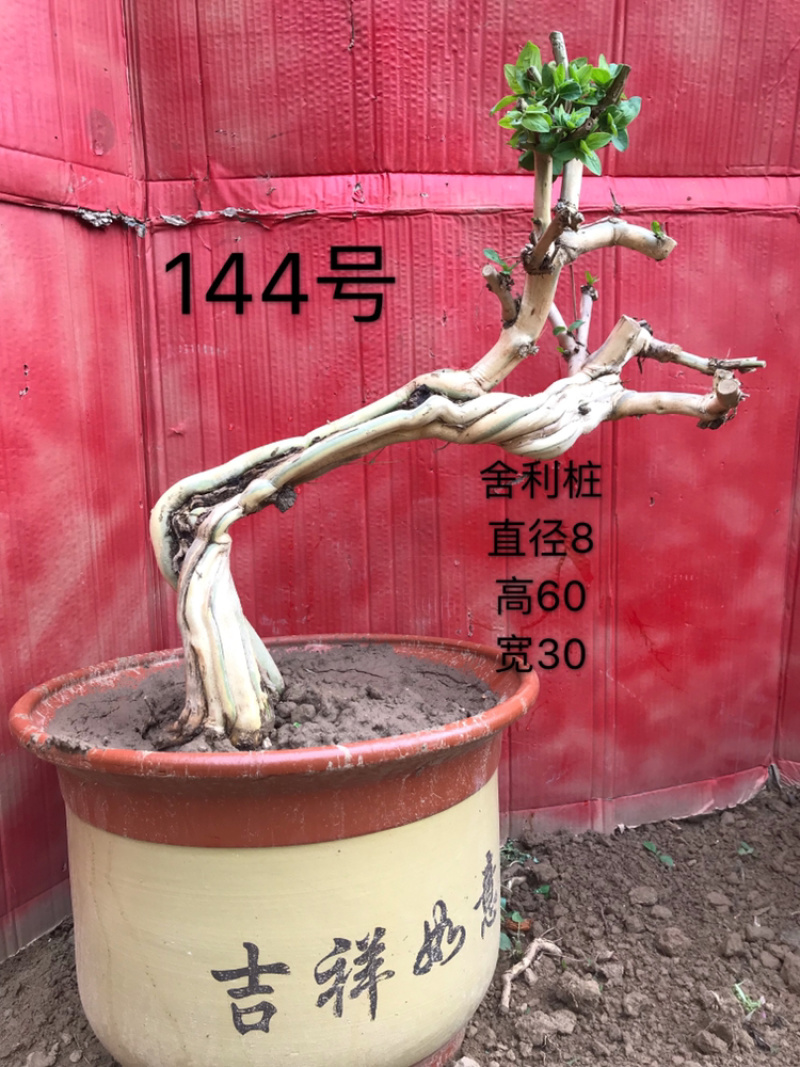 金银花盆景