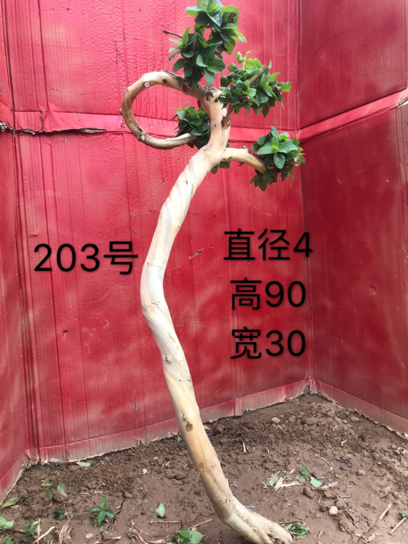 金银花盆景