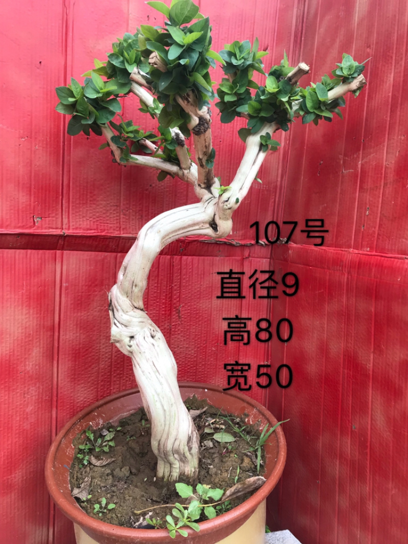 金银花盆景