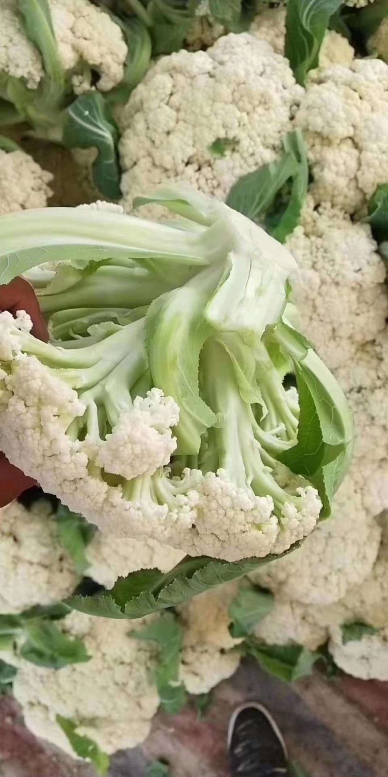 精品实花，松花散花持续上市，产地直供，提供各种包装发货