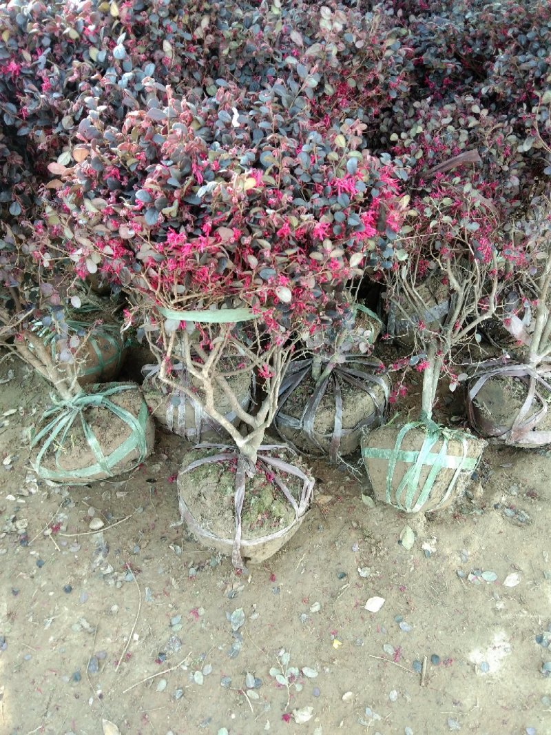 红花继木球彩色品种精品球毛球一至多年生杯苗