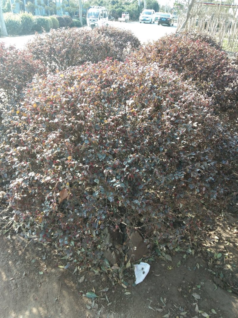 红花继木球彩色品种精品球毛球一至多年生杯苗