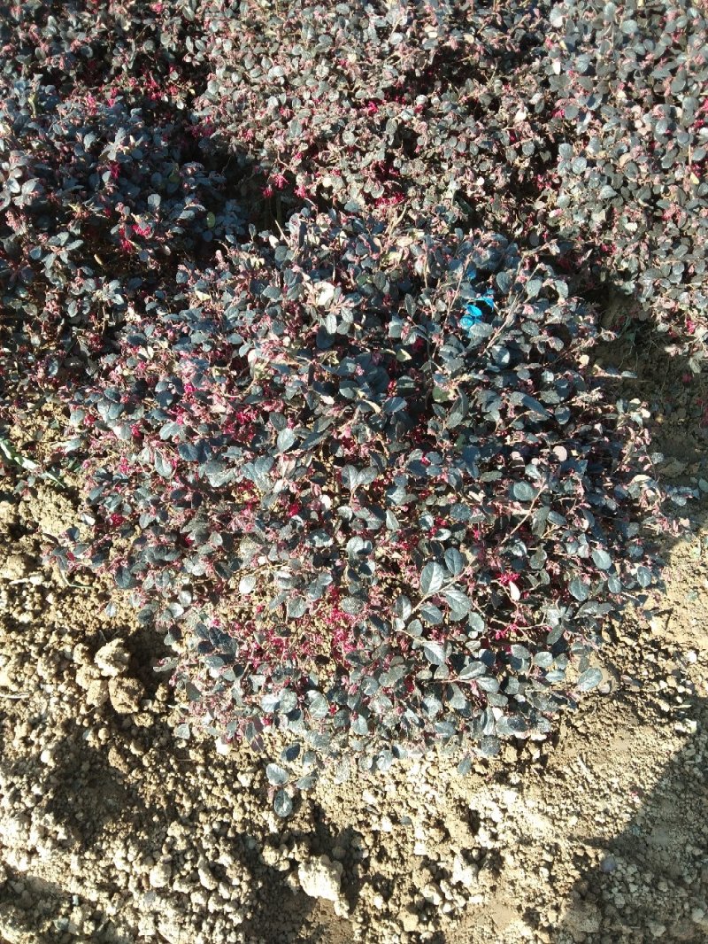 红花继木球彩色品种精品球毛球一至多年生杯苗