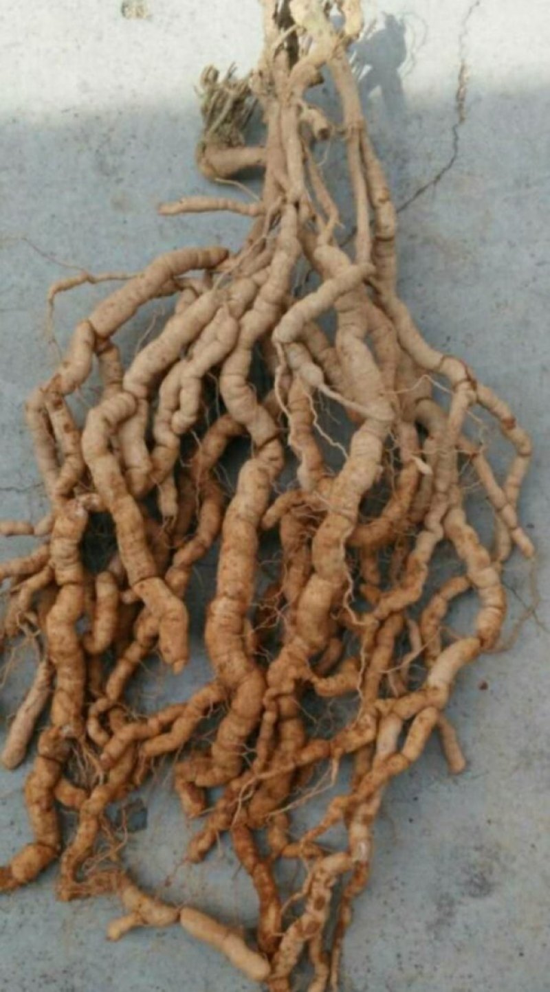 德庆特产巴戟天，诚信第一，质量保证