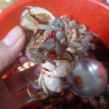 呛嘟噜
