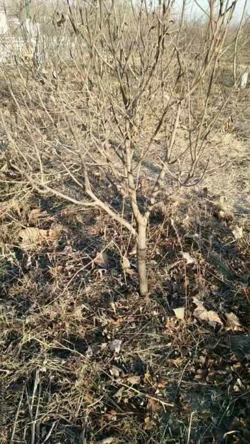 河北文冠果基地大量5--12公分工程树大量供应