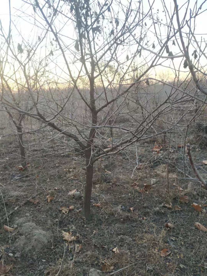 河北文冠果基地大量5--12公分工程树大量供应