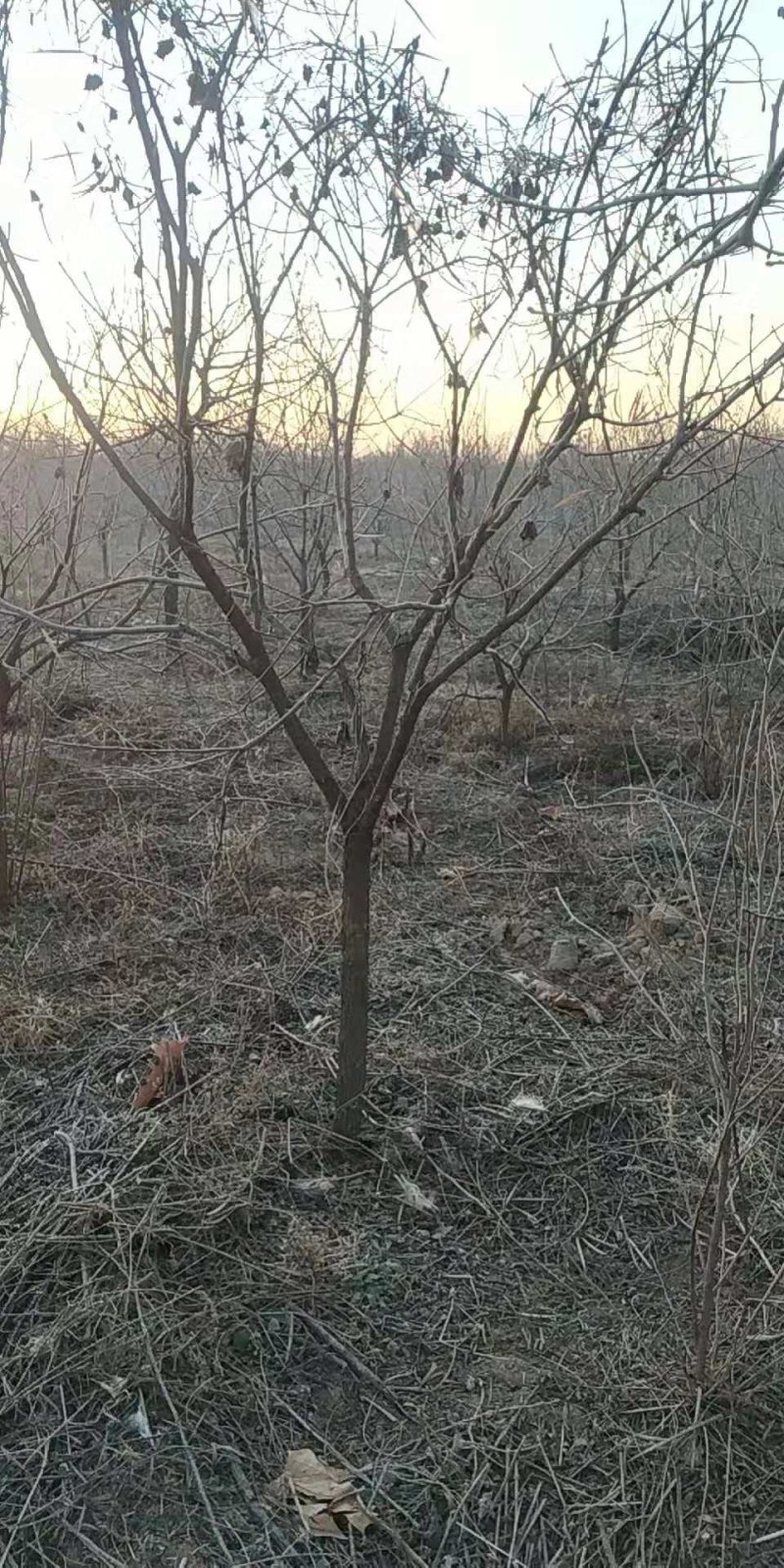 河北文冠果基地大量5--12公分工程树大量供应