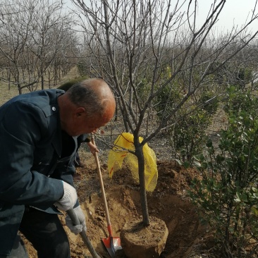 河北文冠果基地大量5--12公分工程树大量供应