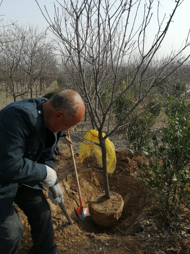 河北文冠果基地大量5--12公分工程树大量供应