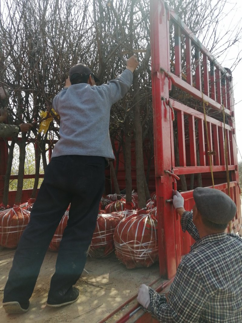 河北文冠果基地大量5--12公分工程树大量供应