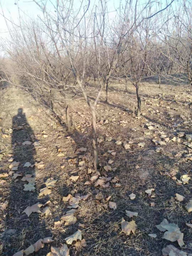 河北文冠果基地大量5--12公分工程树大量供应