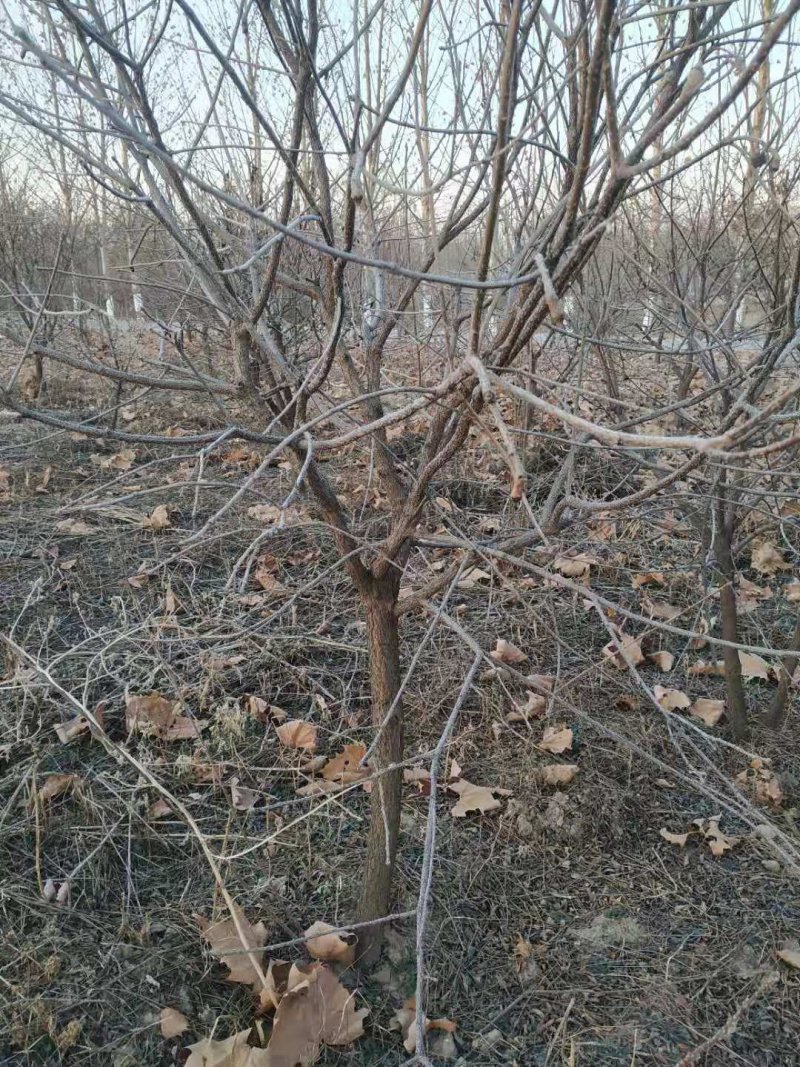 河北文冠果基地大量5--12公分工程树大量供应