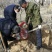河北文冠果基地大量5--12公分工程树大量供应