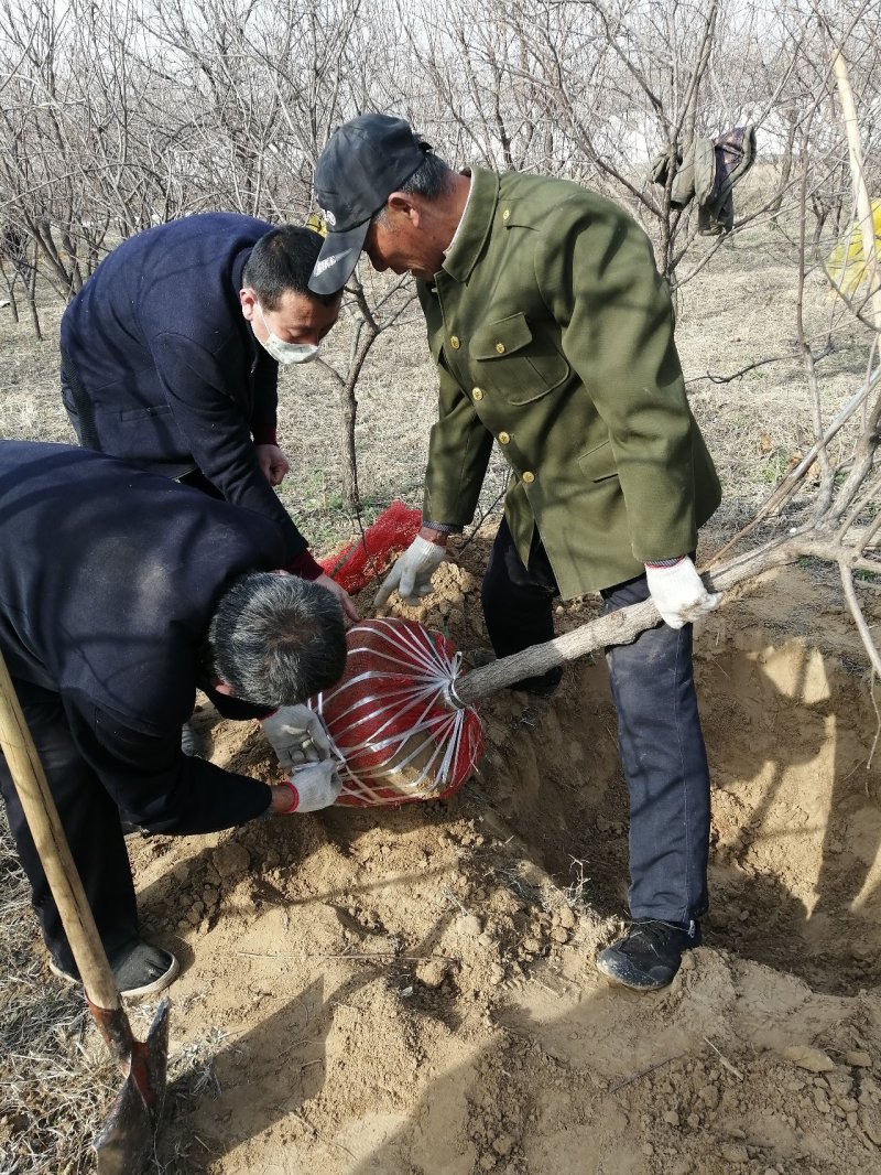 河北文冠果基地大量5--12公分工程树大量供应