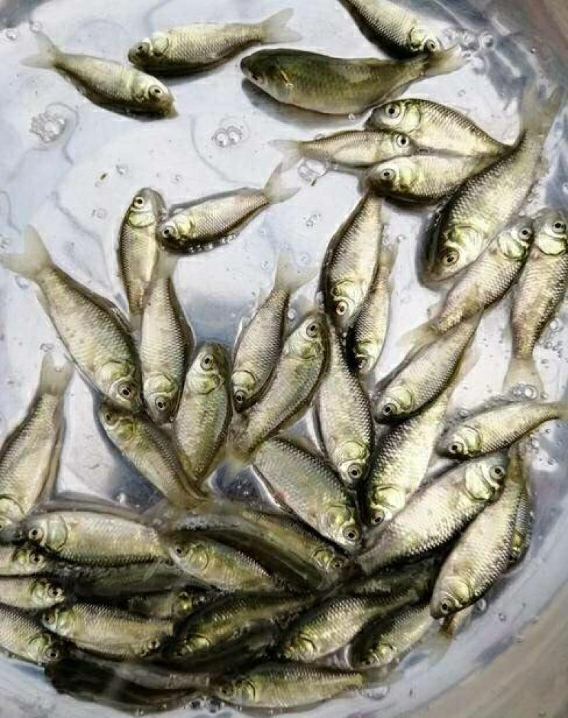 湘云鲫鱼苗批发零售，技术指导，成活率高，货到付款！