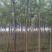 河北种植老国槐10公分平头的发冒国槐国槐国槐国槐