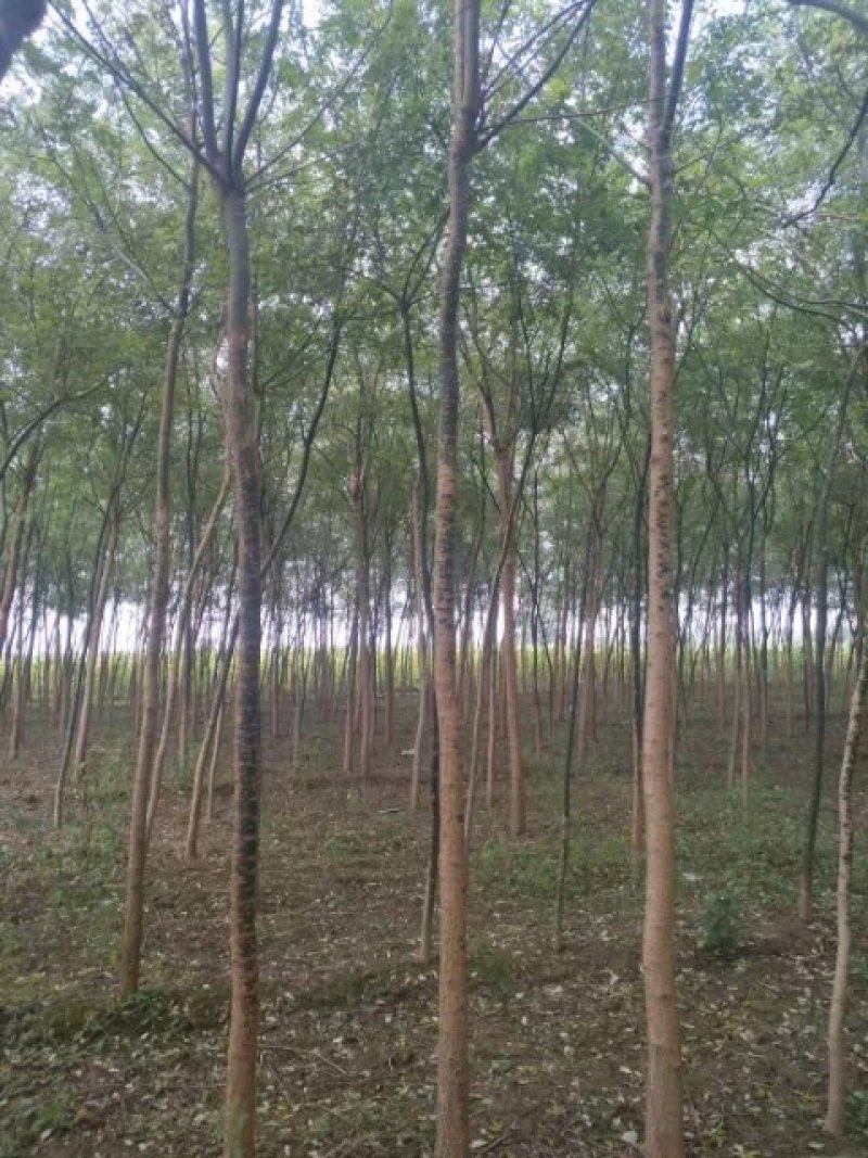 河北种植老国槐10公分平头的发冒国槐国槐国槐国槐