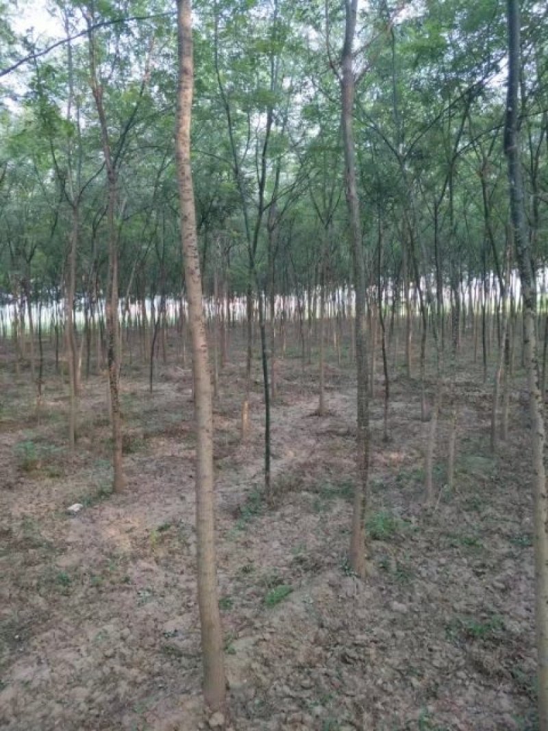 河北种植老国槐10公分平头的发冒国槐国槐国槐国槐