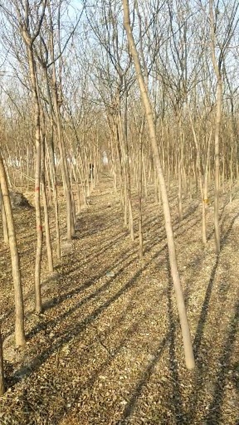 河北种植老国槐10公分平头的发冒国槐国槐国槐国槐