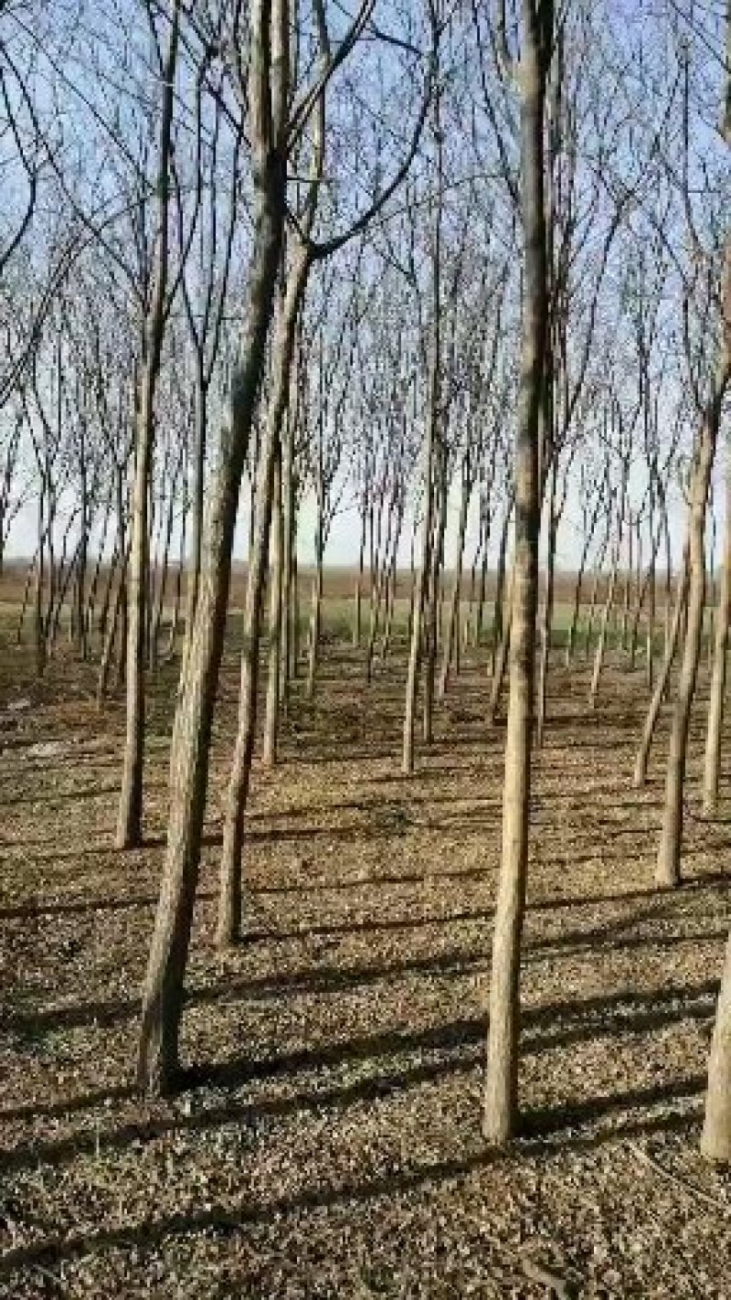 河北种植老国槐10公分平头的发冒国槐国槐国槐国槐