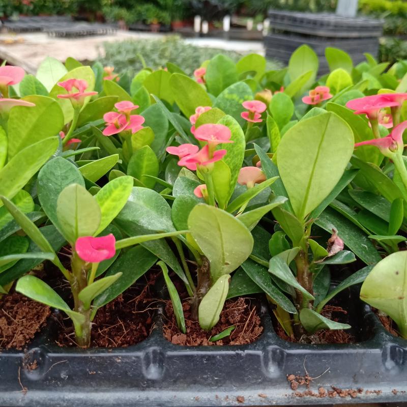 铁海棠虎刺梅苗广州苗圃批发花卉种苗四季开花不断