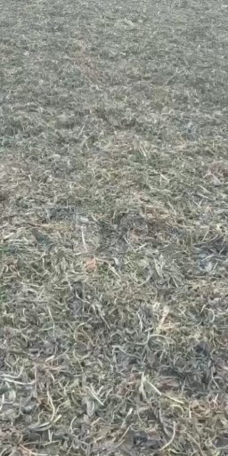 板蓝根，，，，，，，，，，，，，，，，，，