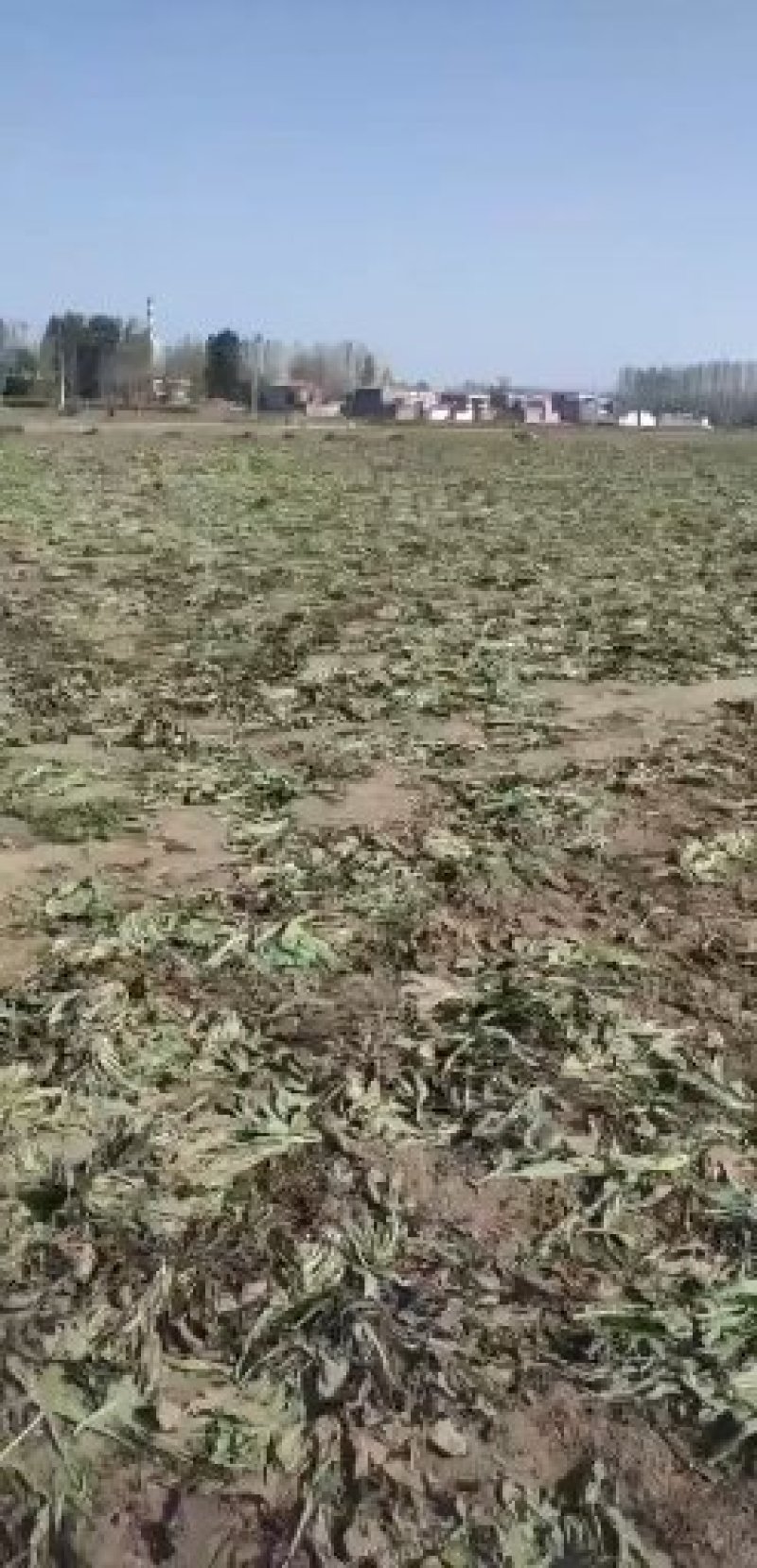 板蓝根，，，，，，，，，，，，，，，，，，