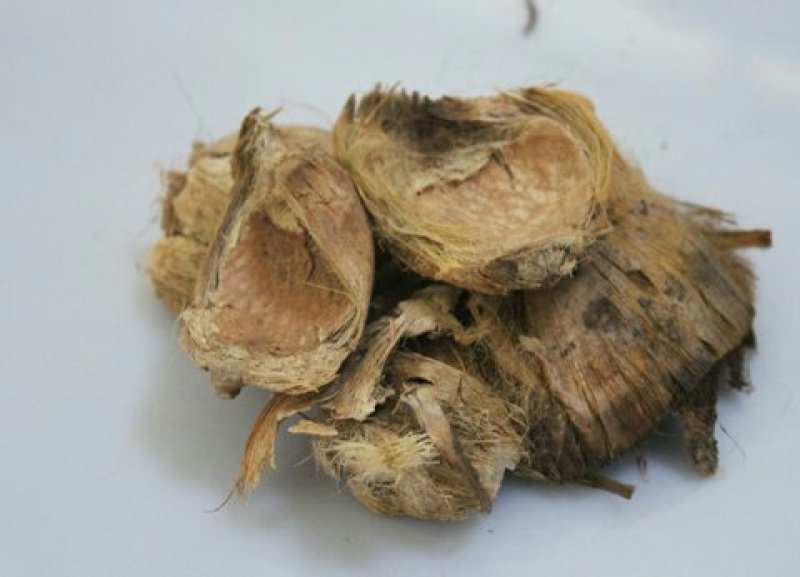 大腹皮，常年批发供应大腹皮中药材
