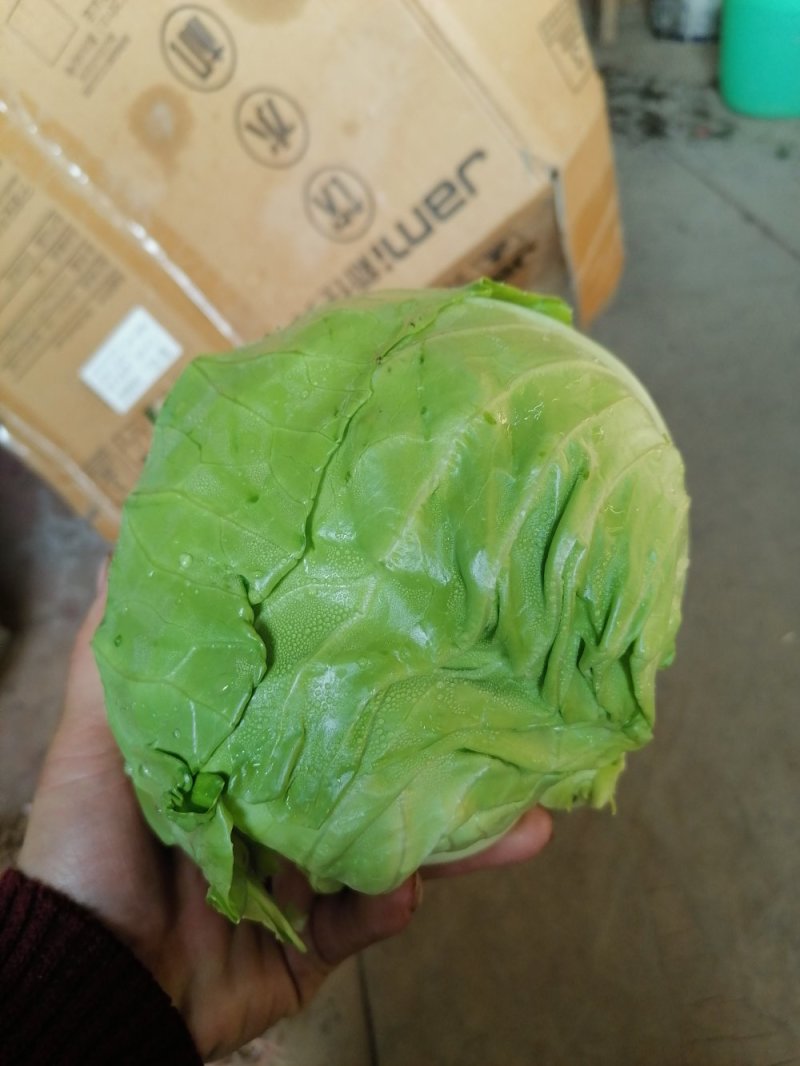 供应一斤以上精致大棚甘蓝