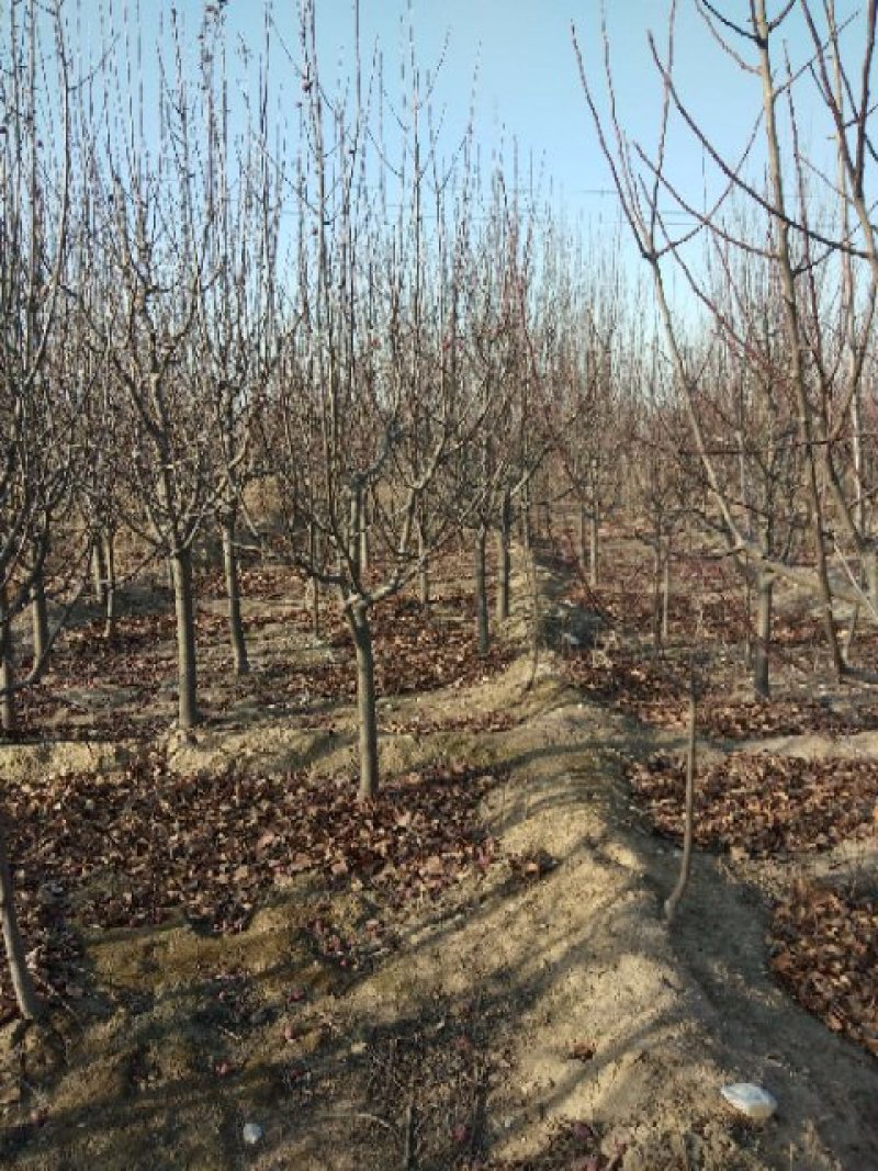四川八棱海棠树，1-40公分，苗圃自产自销，低价出售