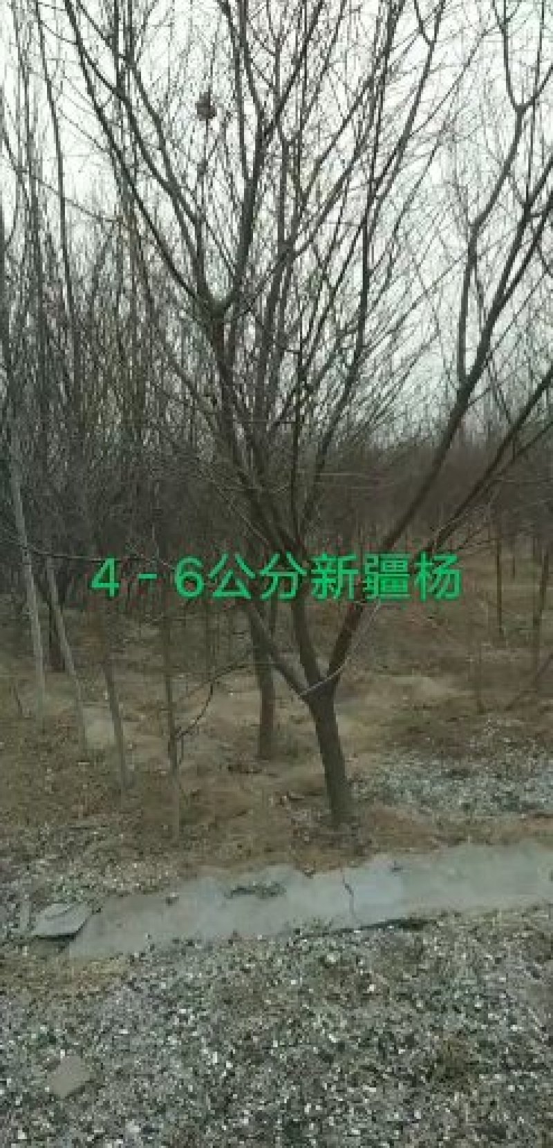 四川八棱海棠树，1-40公分，苗圃自产自销，低价出售